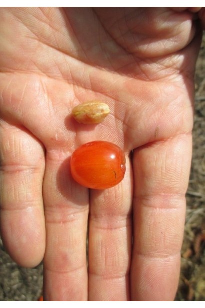 Ягода кизилу сорт Кораловий рожевий